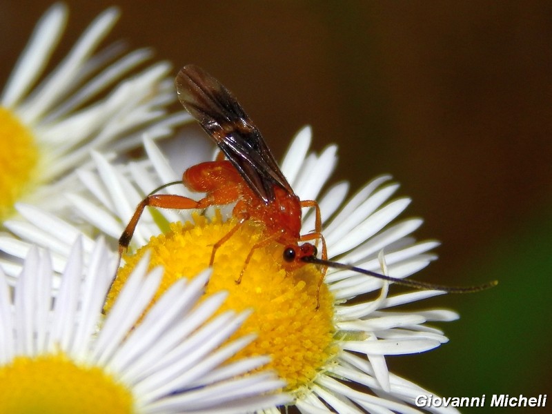 La vita in un fiore (Erigeron annuus)